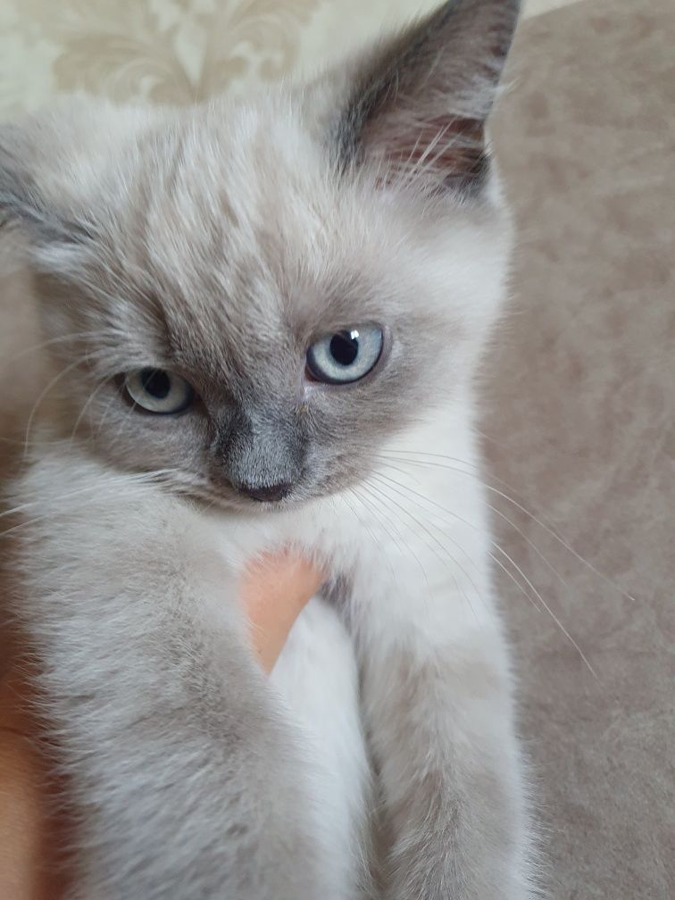 Шотландські  кошенята