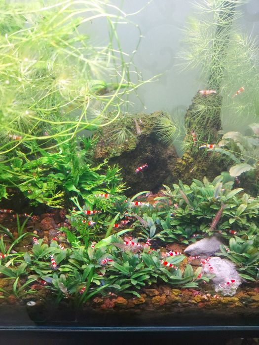 Буцефаландра мини