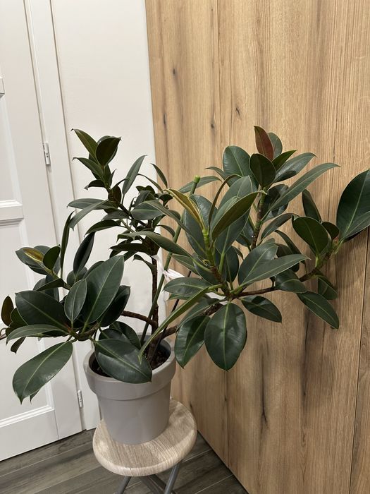 Вазон фікус дорослий