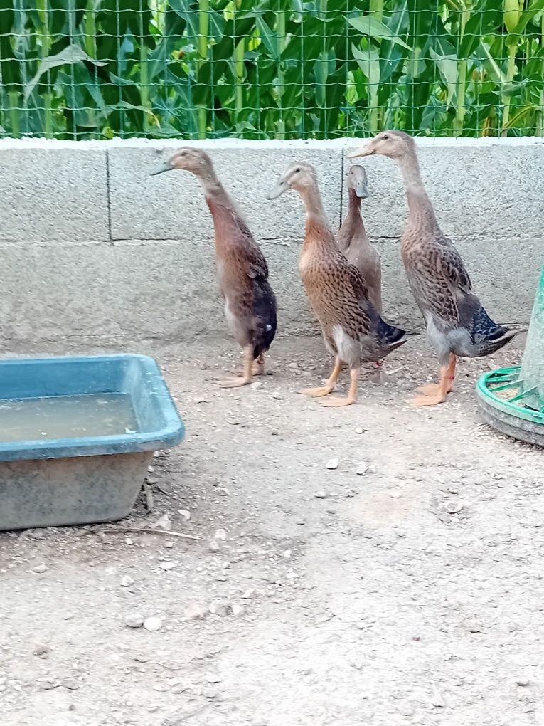 Patos de varias raças