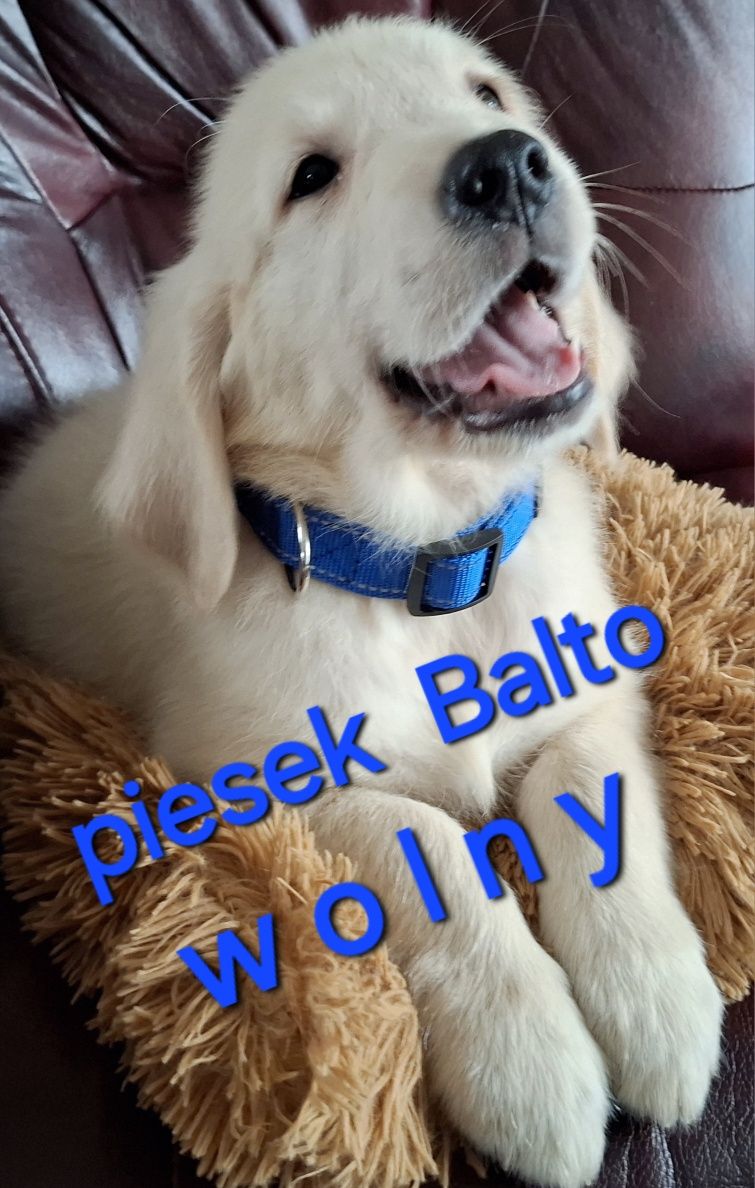 Piesek Balto Golden Retriever di odbioru RODZICE W HODOWLI