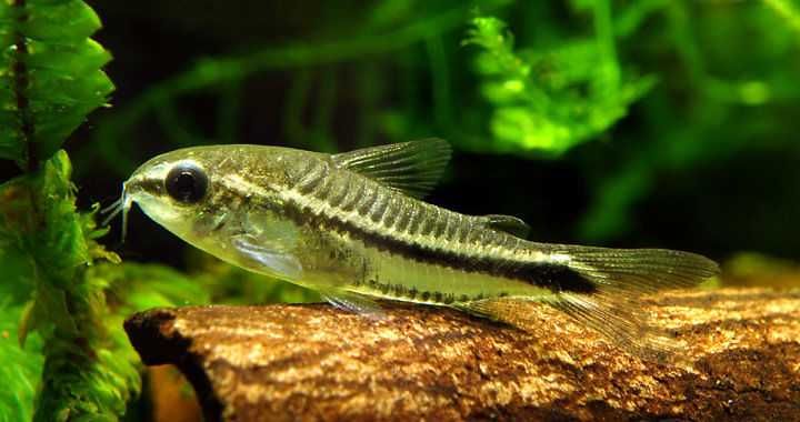 Kirys Pigmej (Corydoras pegmaeus) WYSYŁKA AKWAWIN