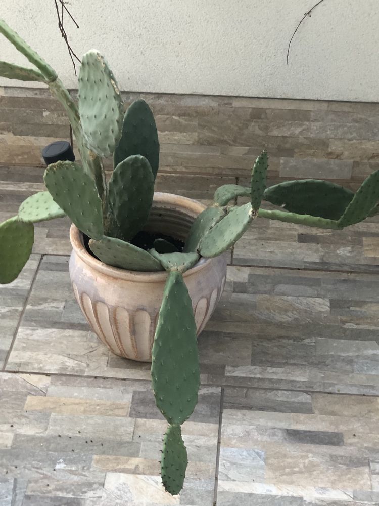 Opuncja kaktus roślina doniczkowa donica gliniana