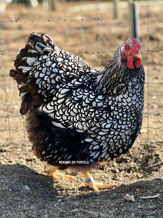 WYANDOTTE PRATA / SILVER AZUL LACEADO - EXCELENTE GENÉTICA