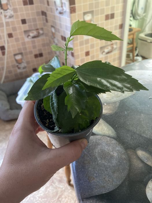 Гібіскус текіла санрайс