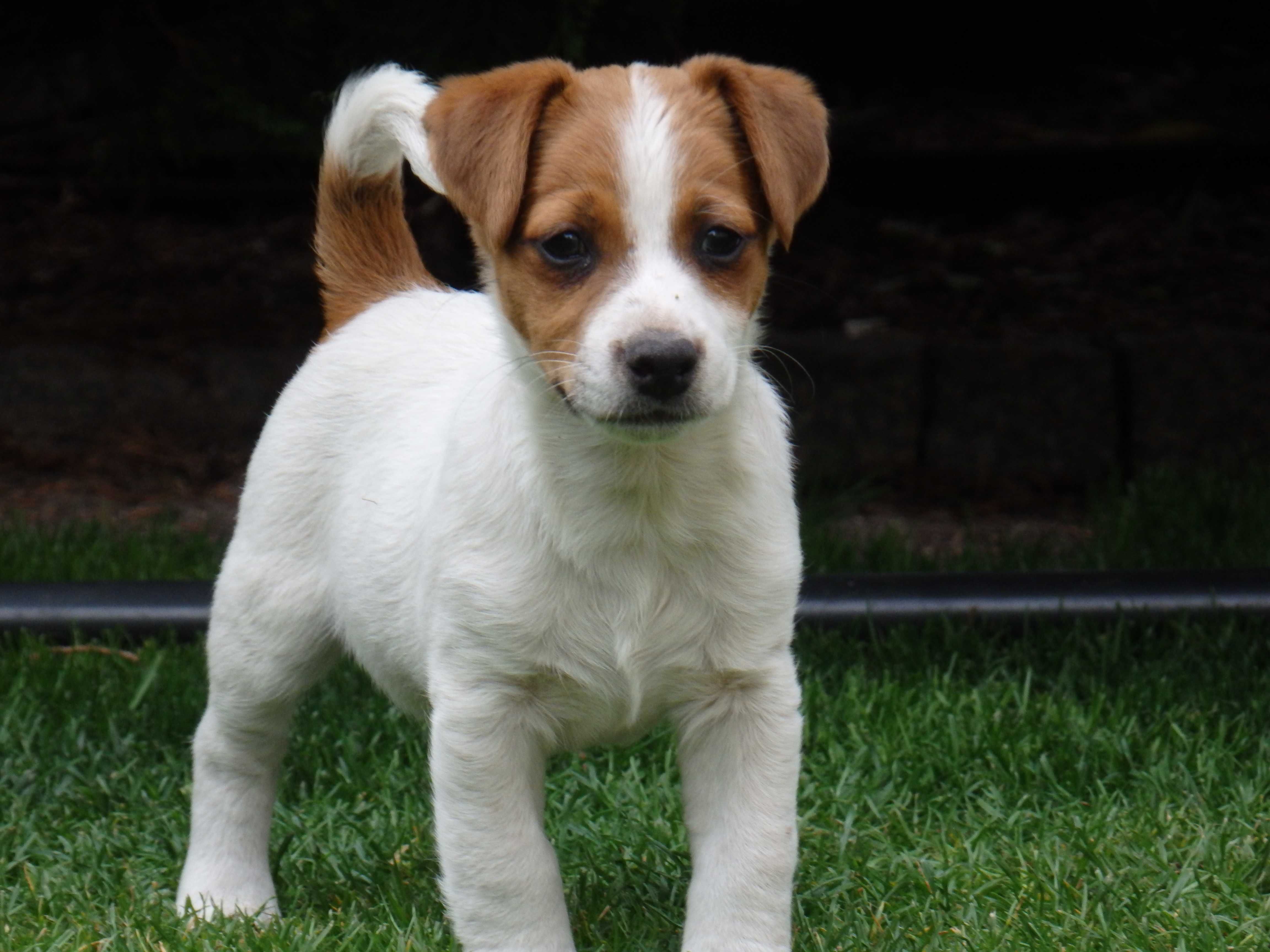 Jack Russell Terrier piesek od #S M A R T I E JACKS# rodzice FCI/ ZKwP