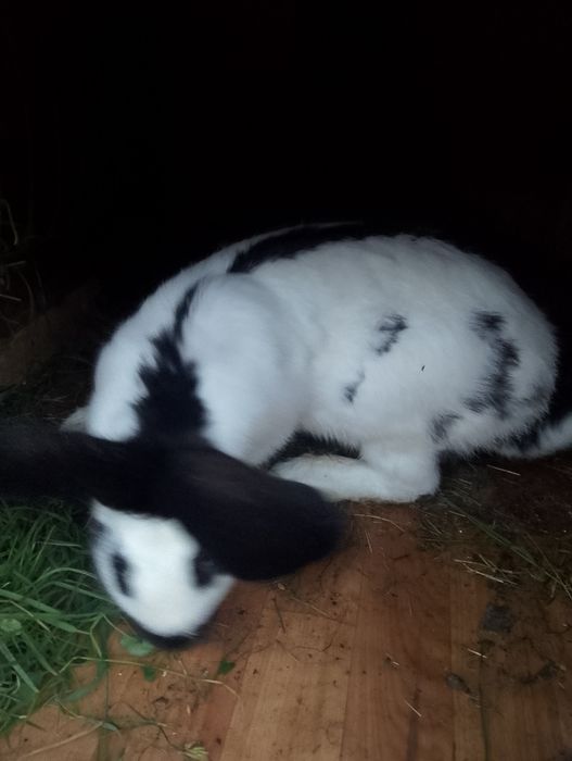 Samica srokacz niemiecki