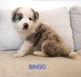 Border Collie Piesek Blue Merle BADANIA NIA