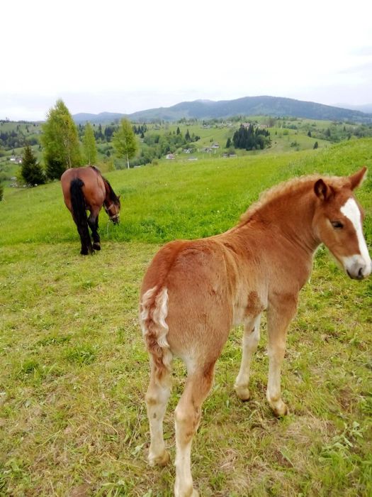 Подається кобила
