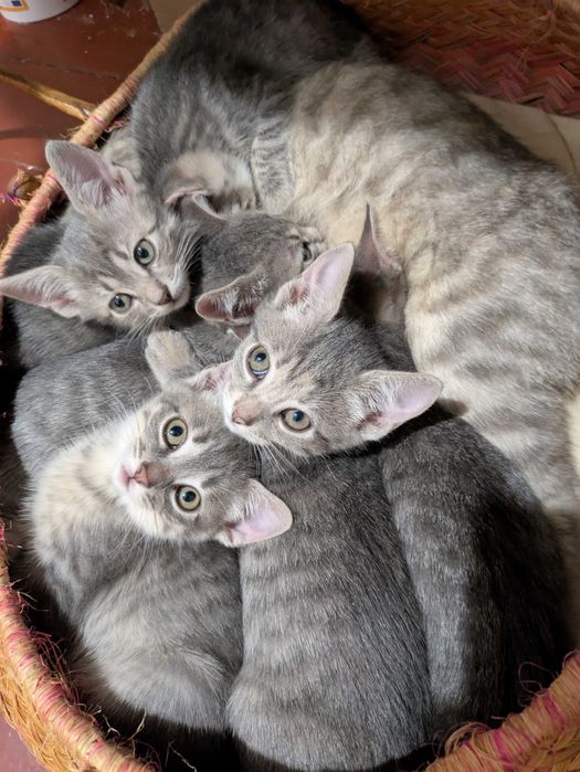 Подаруємо кошенят