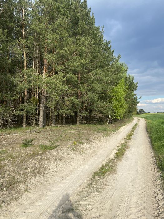 Działki rolne zalesione