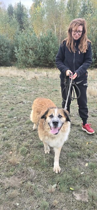 Berta super psica  do zakochania szuka domu