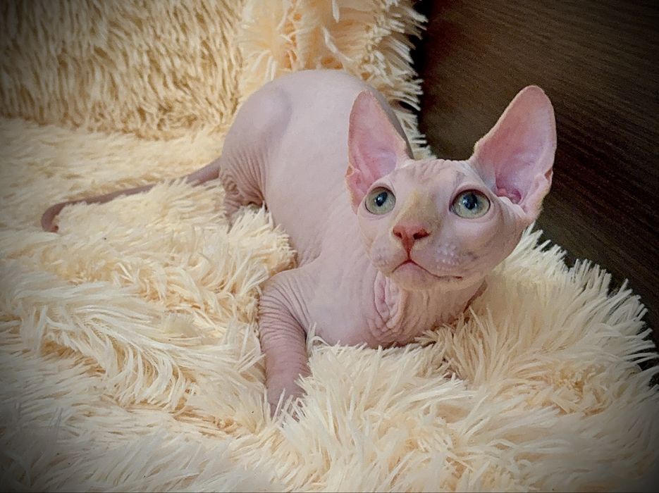 Клубный мальчик Канадский сфинкс, родословная WCF, доставка заграницу