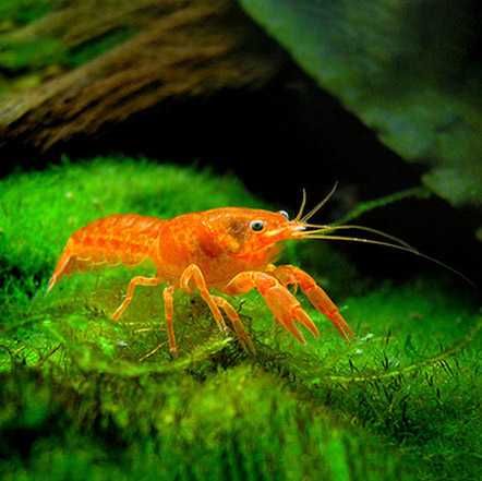 GB Rak, Raczek Pomarańczowy - dowóz ryb!