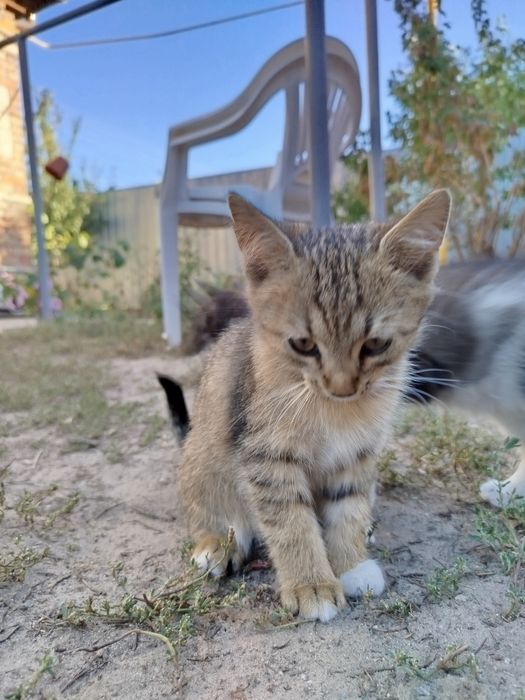 Віддам 5 кошенят безплатно