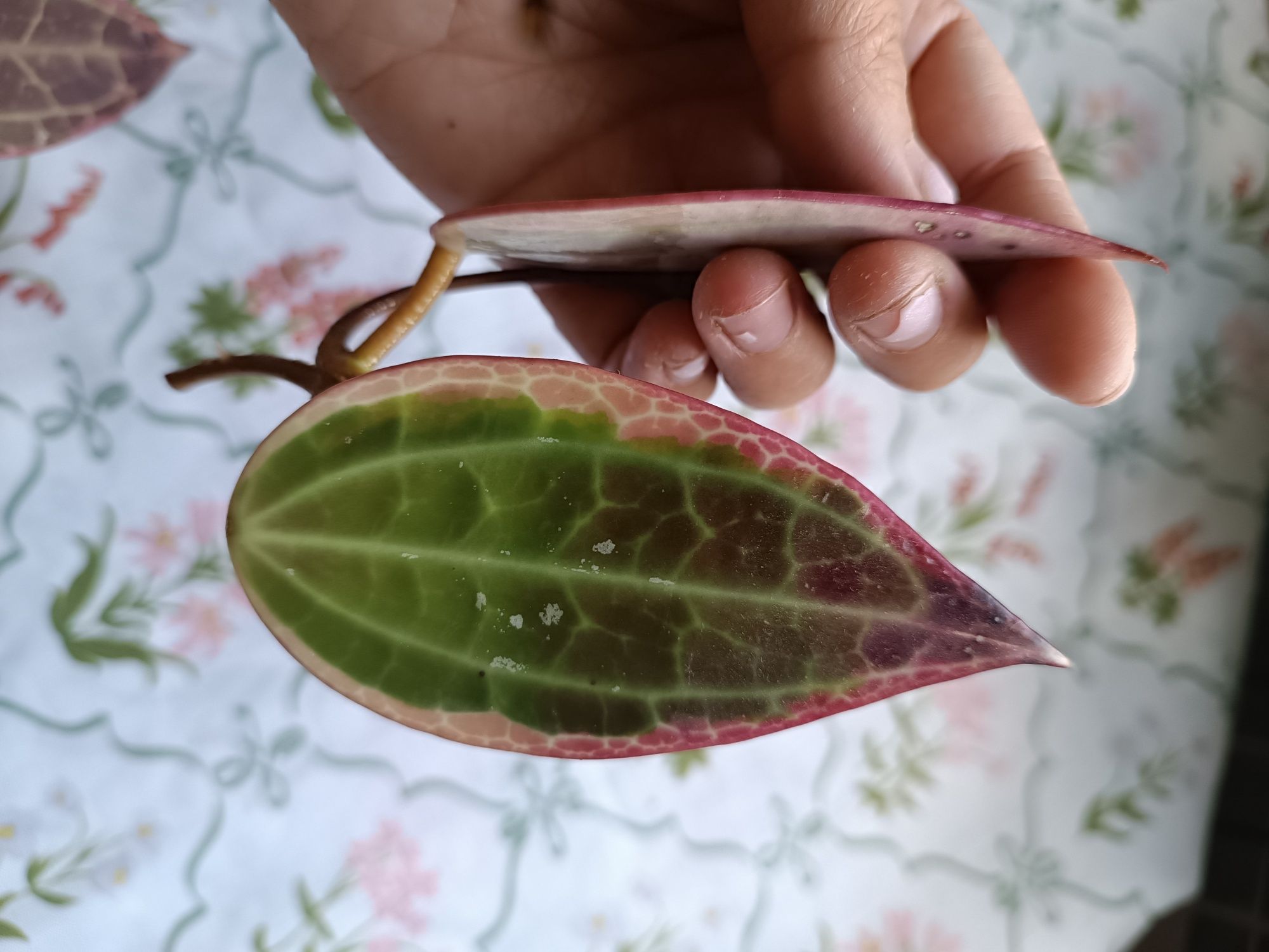 Hoya macrophylla albomarginata