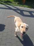 Labrador retriever