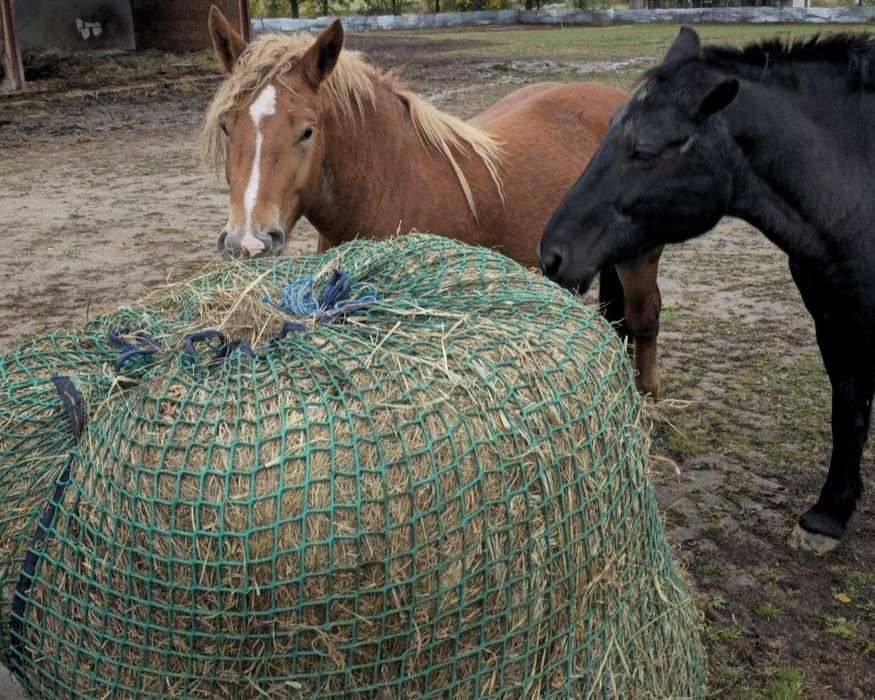 Siano dla KONI i BYDŁAw belach bele  125 CM