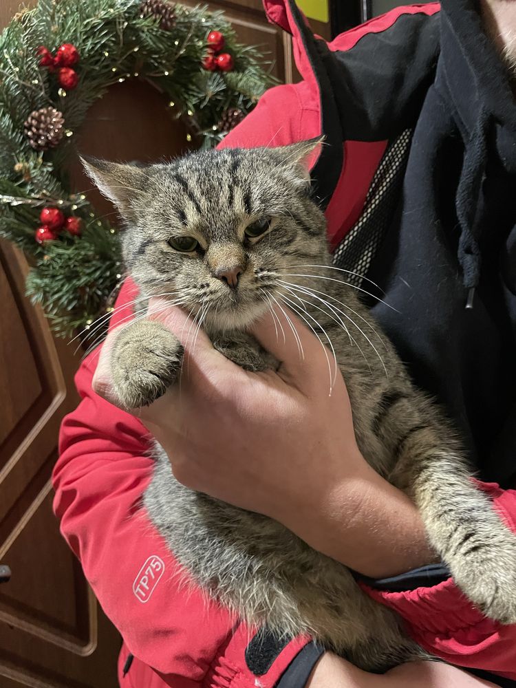 Котик в добрі руки