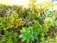 Plantas diversas
