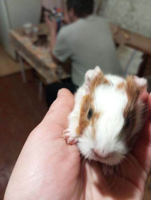 Продам морских свинок