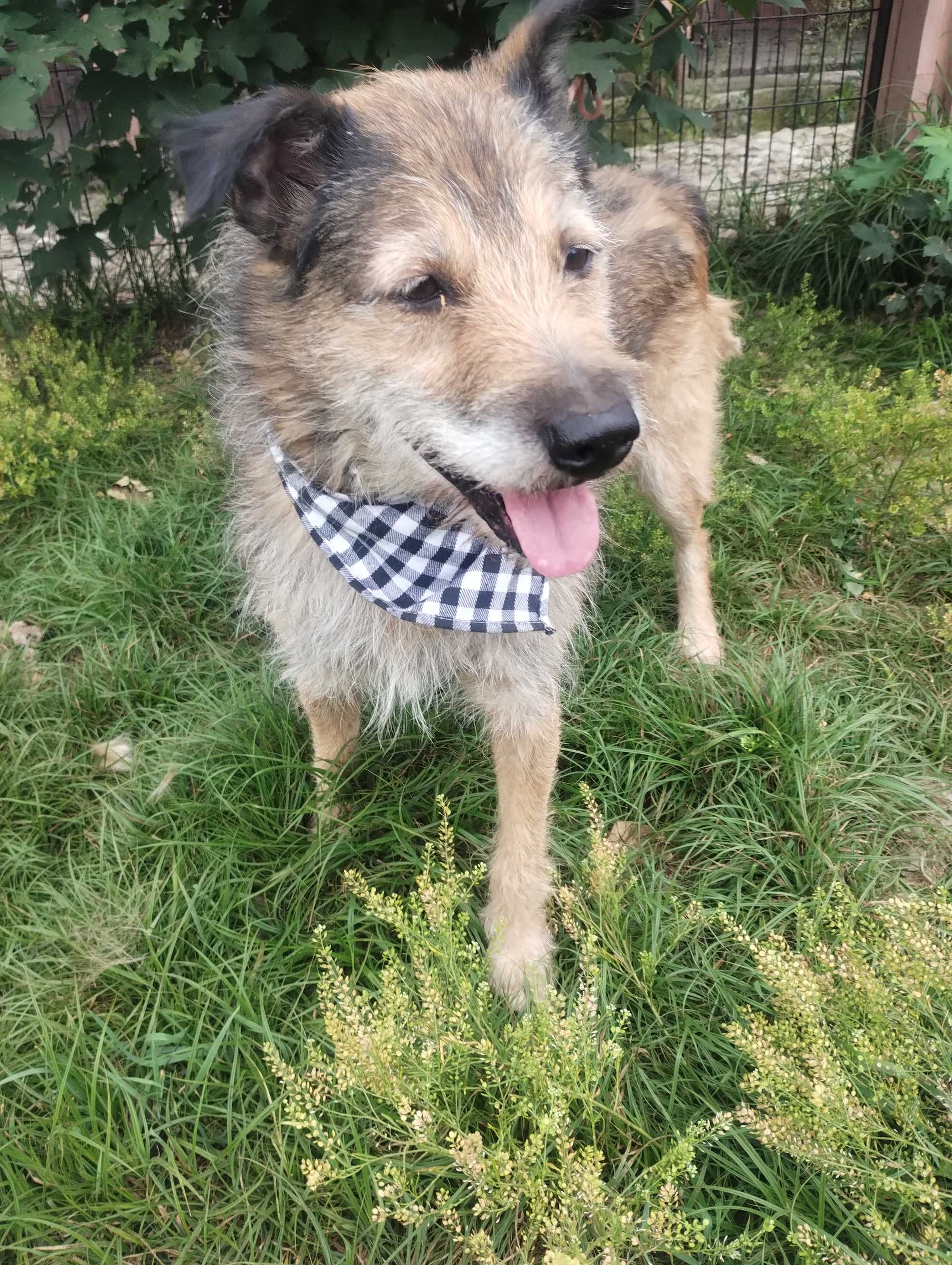 Piesek około 6 lat