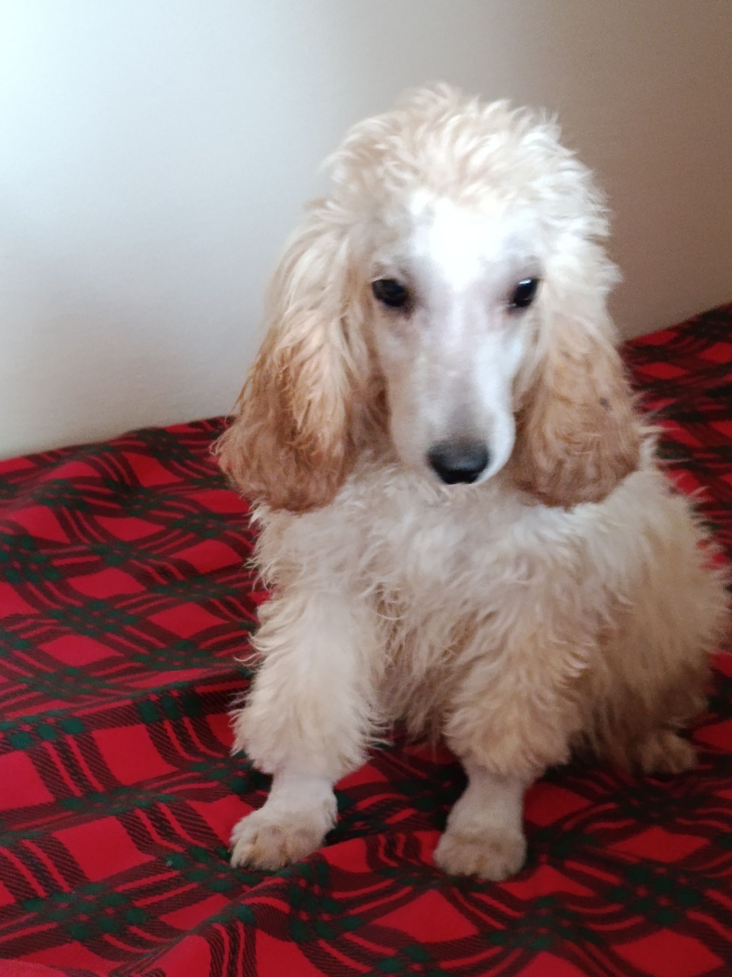 Cockapoo Piękny Chłopczyk