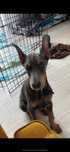 Doberman niebieski chłopak