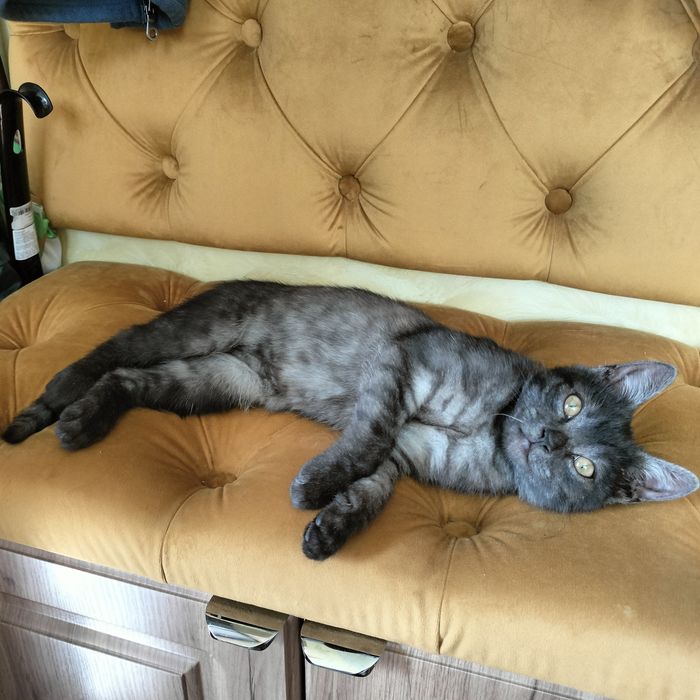 Кошеня в добрі руки!