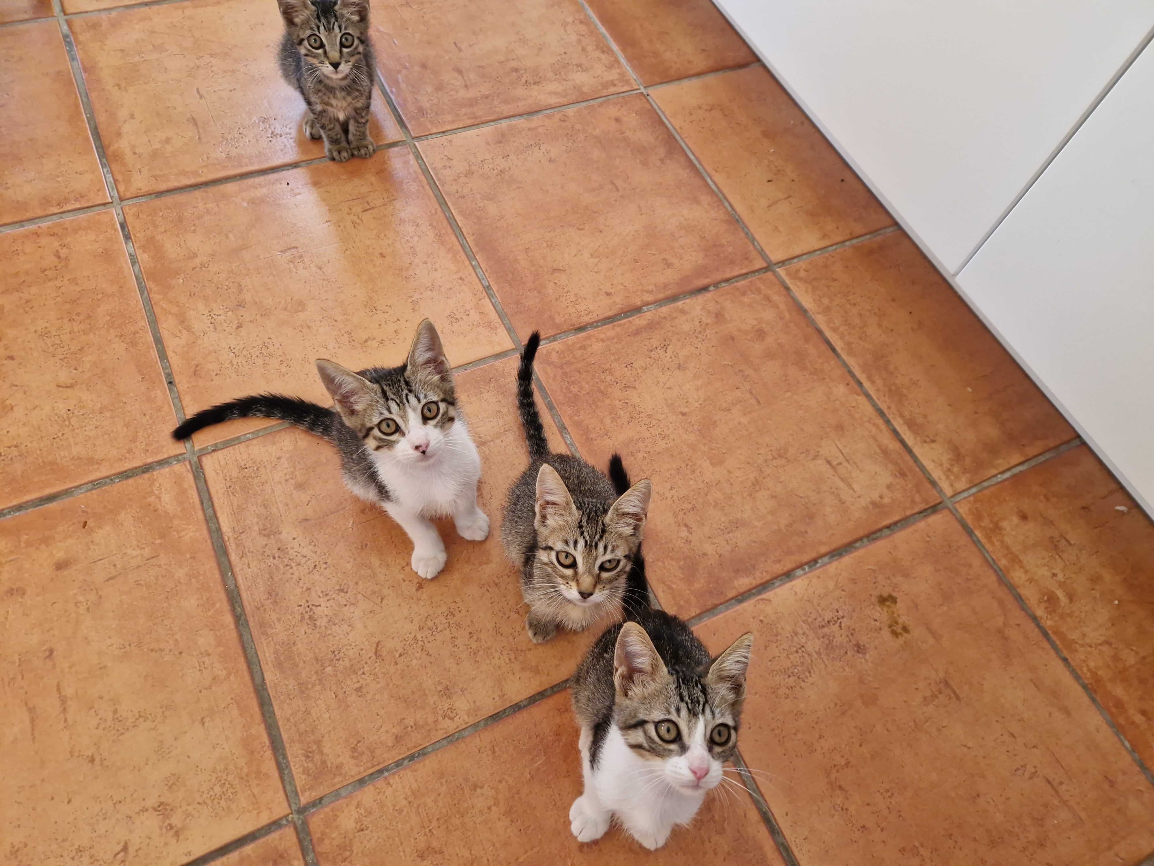 Gatinhos fofinhos para adopção