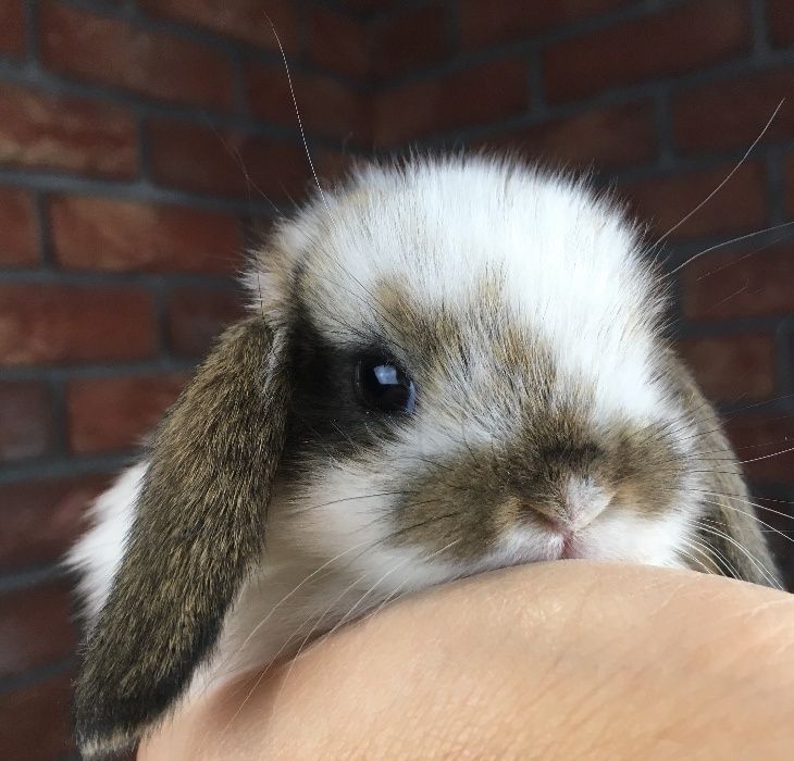 Mini lop bunny mini lopy karzełki miniaturka królik odbiór dowóz