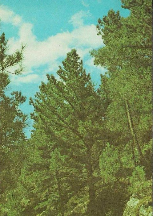 Gerês - - - Postais antigos (b) (cerca de 30 anos) - - - - - Postais