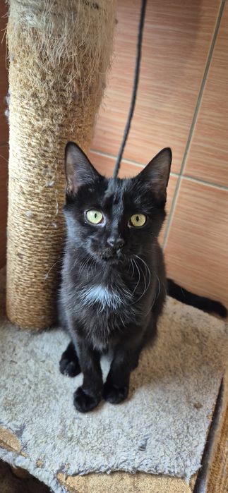 Kotka okolo 5 miesięcy