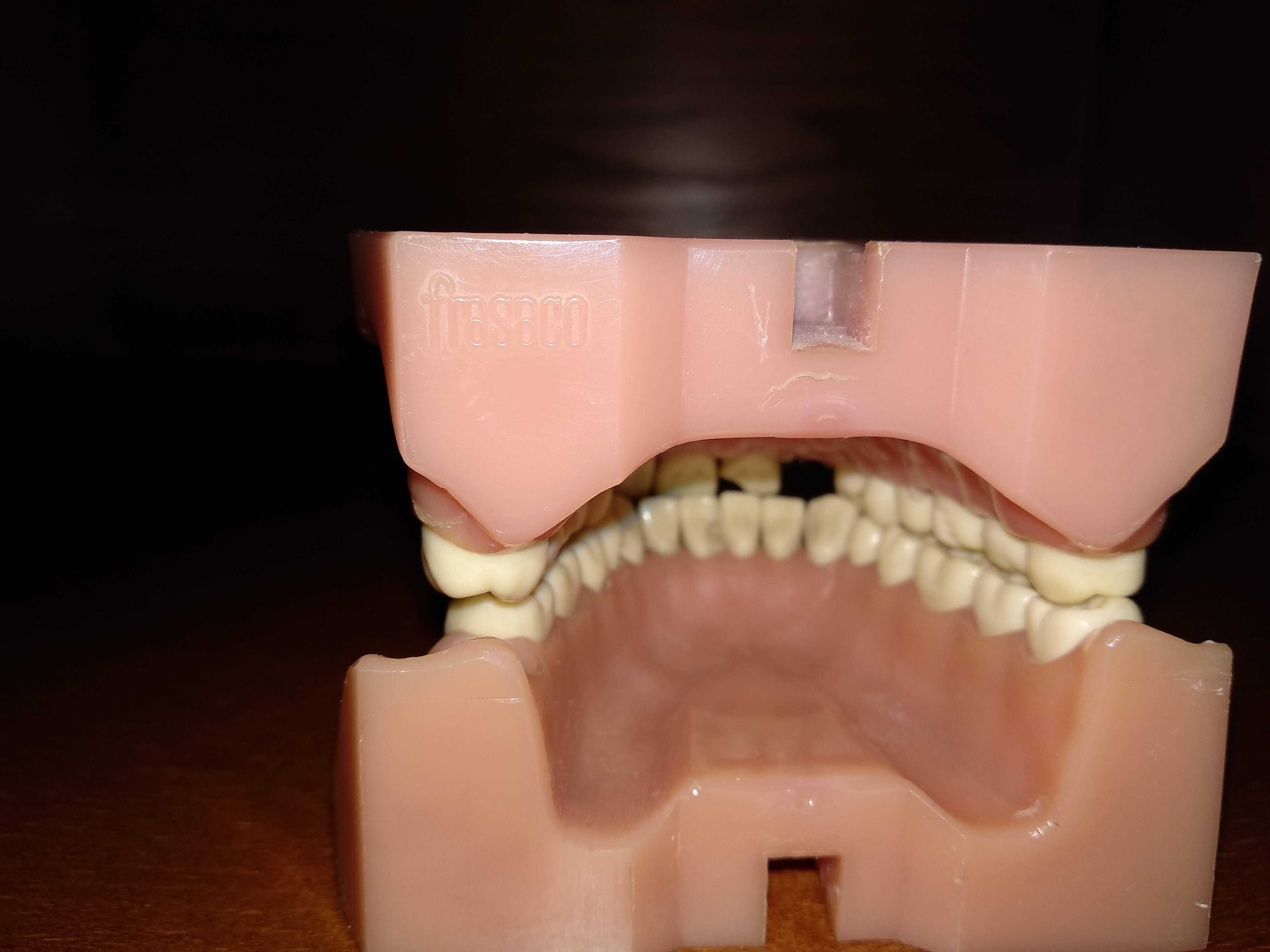 Medicina Dentária - Modelo de Frasaco Adulto