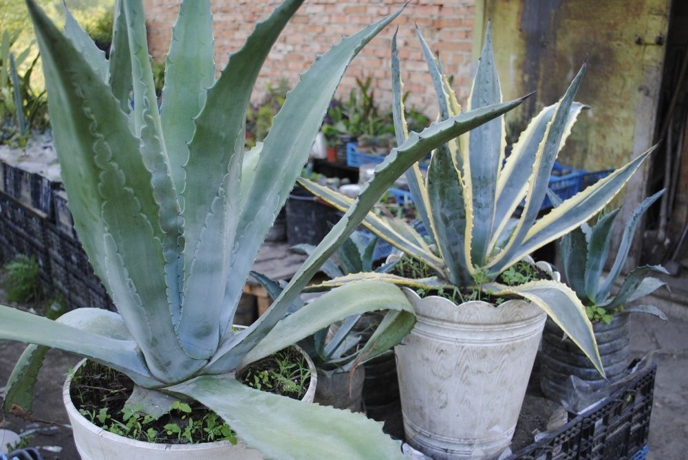 Агава американська