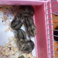Hamsters Russos -