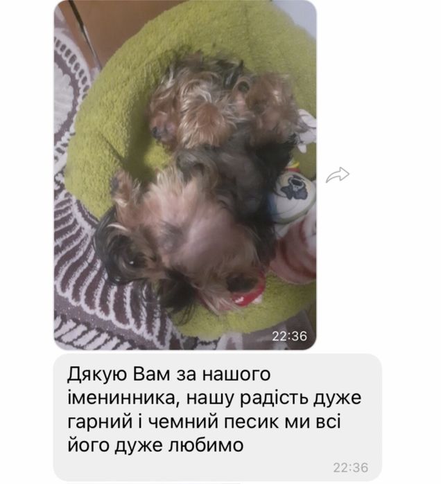 Дети  цверга/ мини доберманы