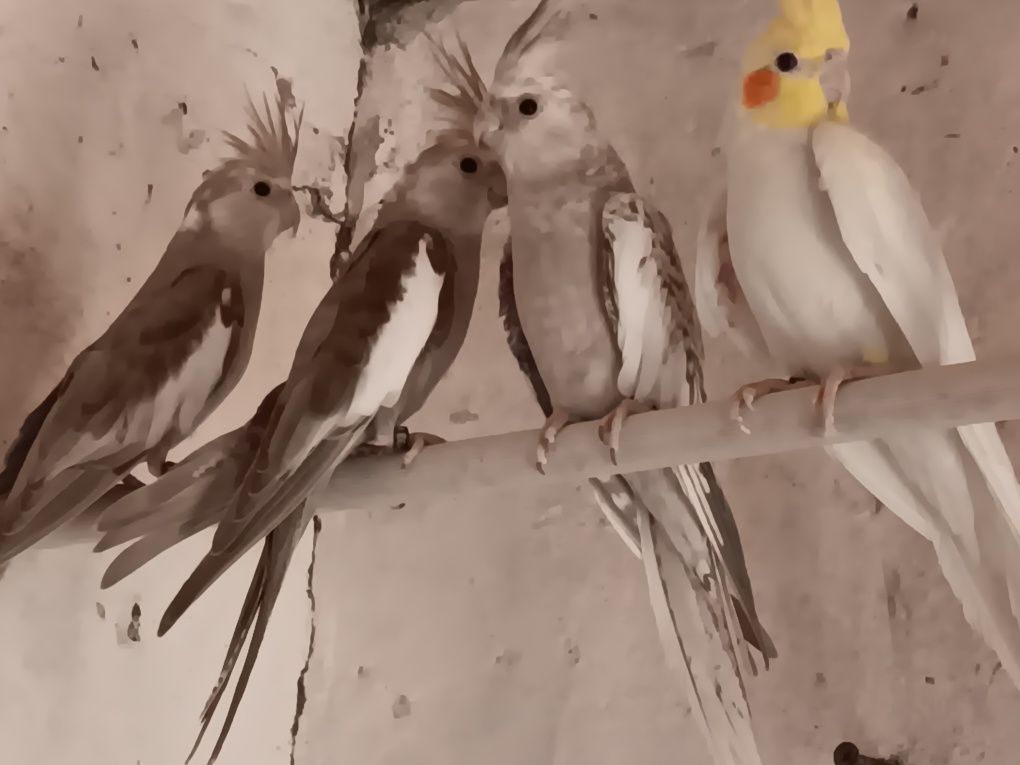 Caturras deste ano