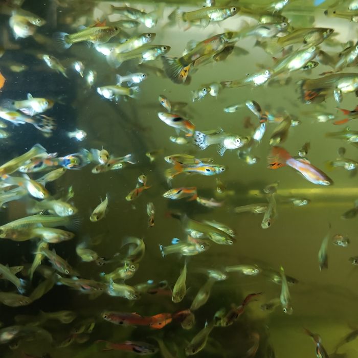 Sprzedam gupiki wybarwione