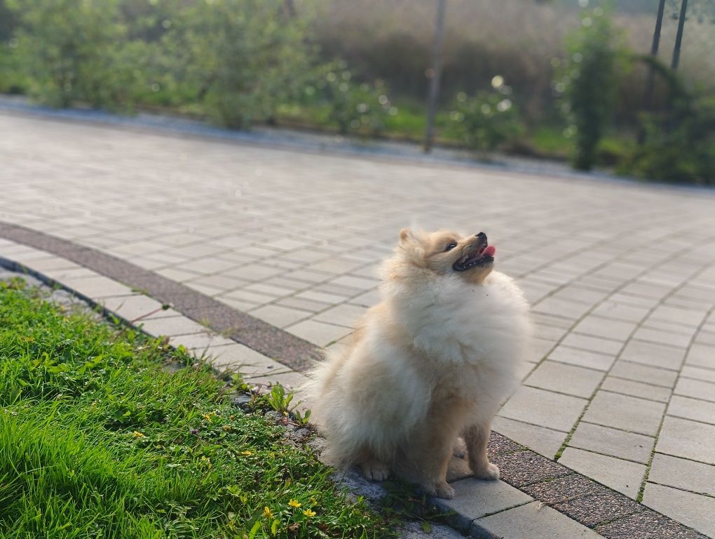 Rezerwacja Chłopiec Szpic mały pomeranian ZKwP