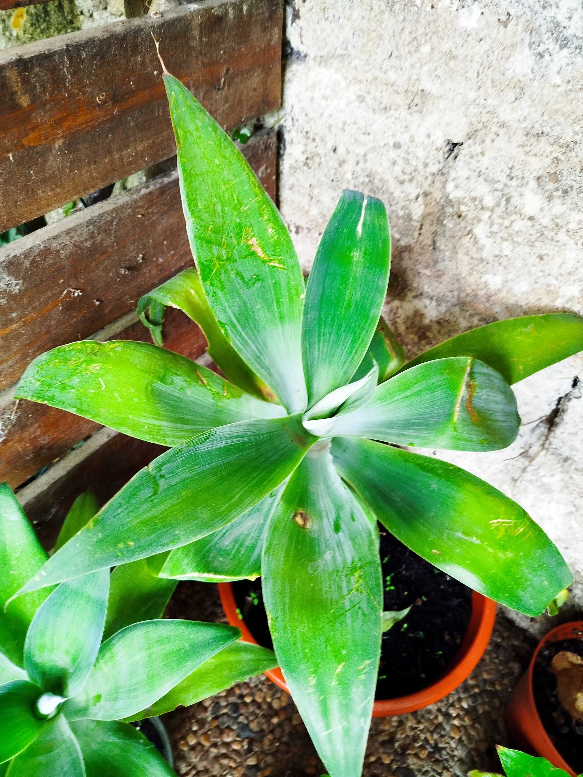 Agave Dragão - agave attenuata