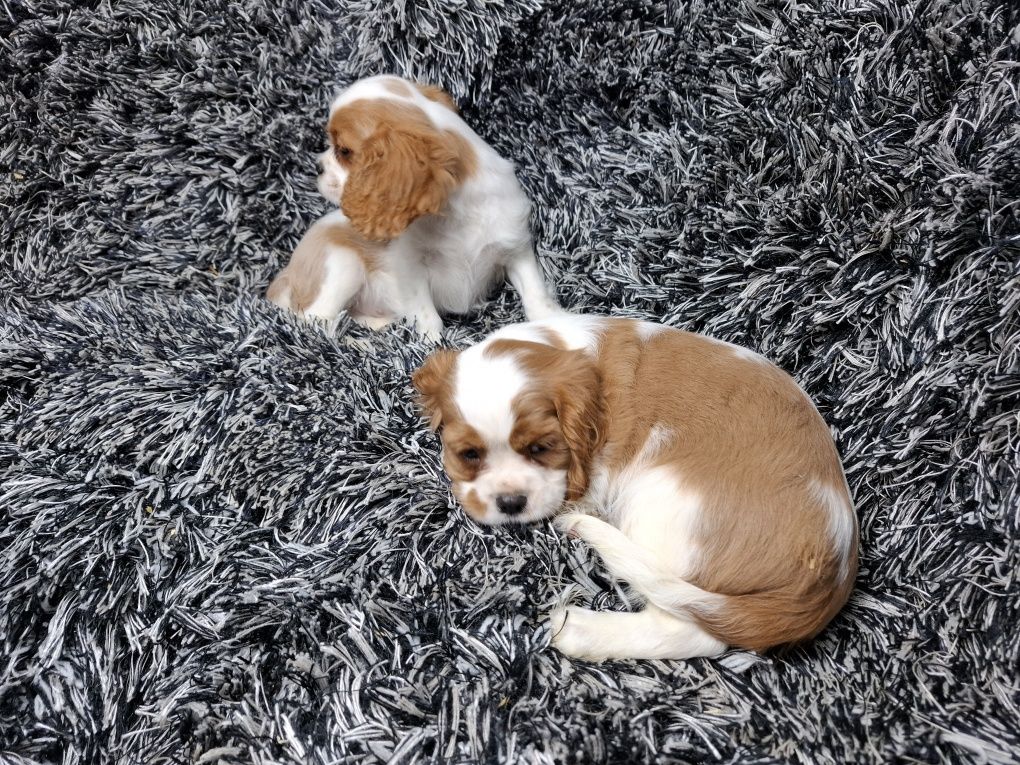 Cavalier king charles spaniel piesek