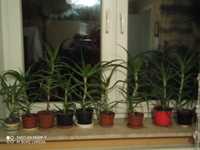 Aloes drzewiasty trzyletni duża roślina domowa apteka