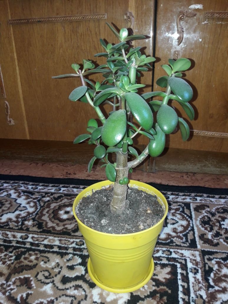 Денежное дерево (crassula ovata) крассула овата