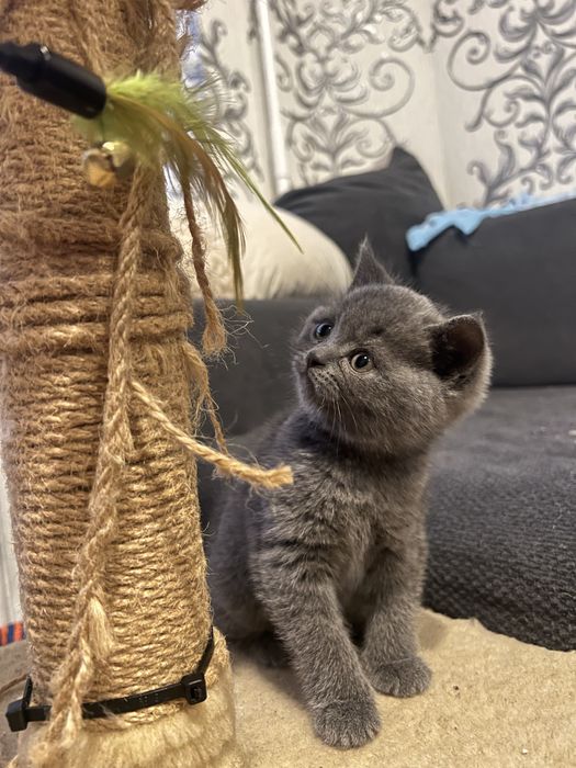 Шотландські кошенята , шотландський прямовухий хлопчик