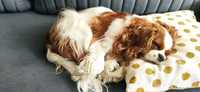 Cavalier King Charles Spaniel Blenheim - za darmo