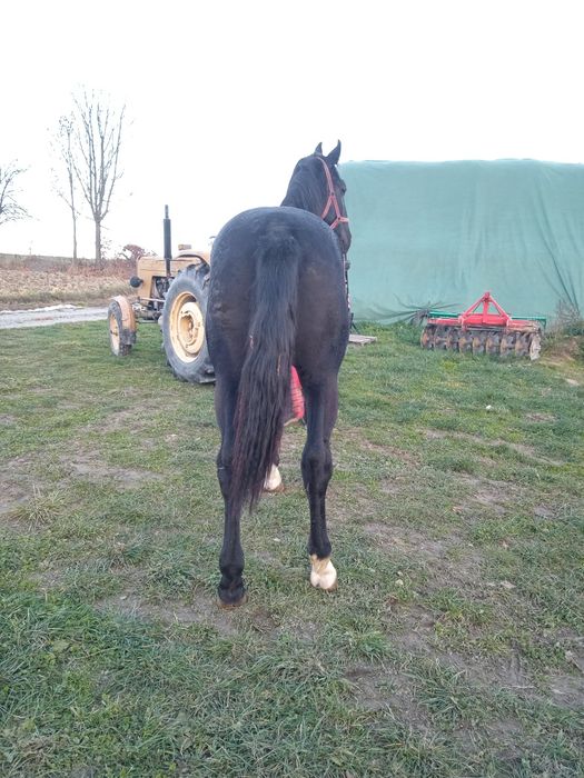 Ogierek śląski kary