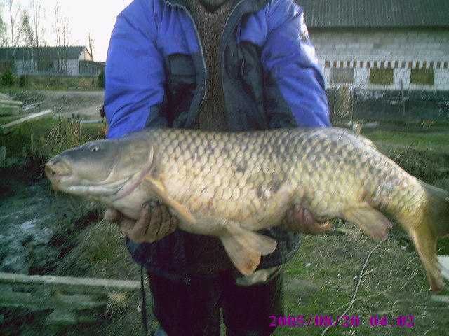 karp kroczek od 18cm do25cm 1szt 15zł  oraz pstrąg jesiotr amur