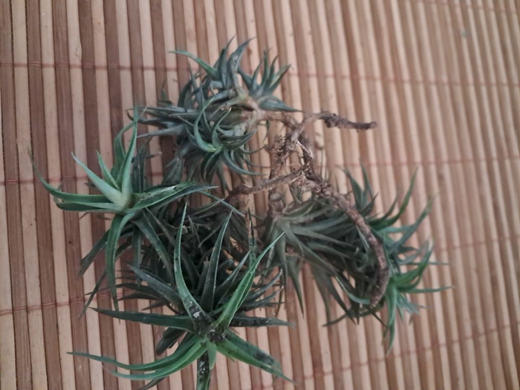 Planta do Ar - Tillandsias