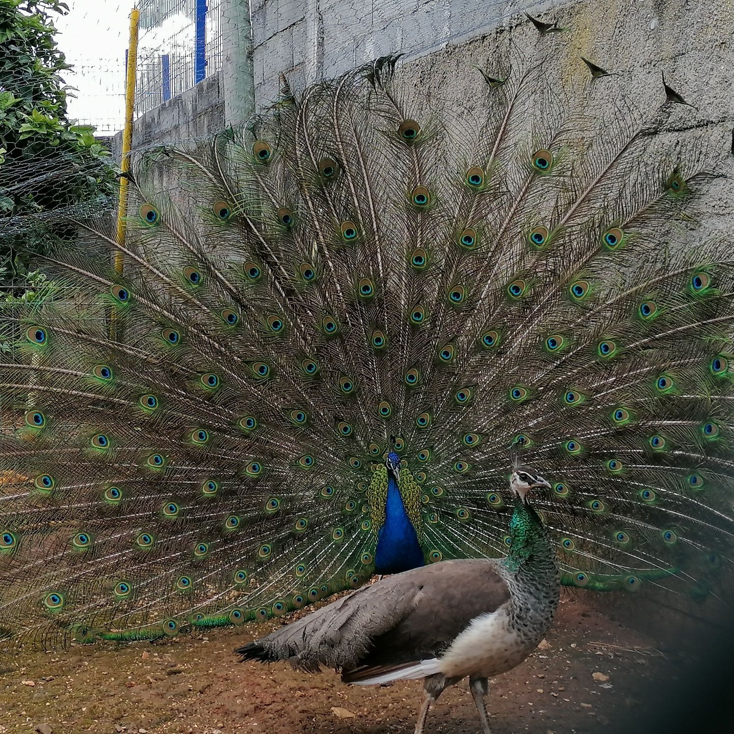 Pavões Azul Real